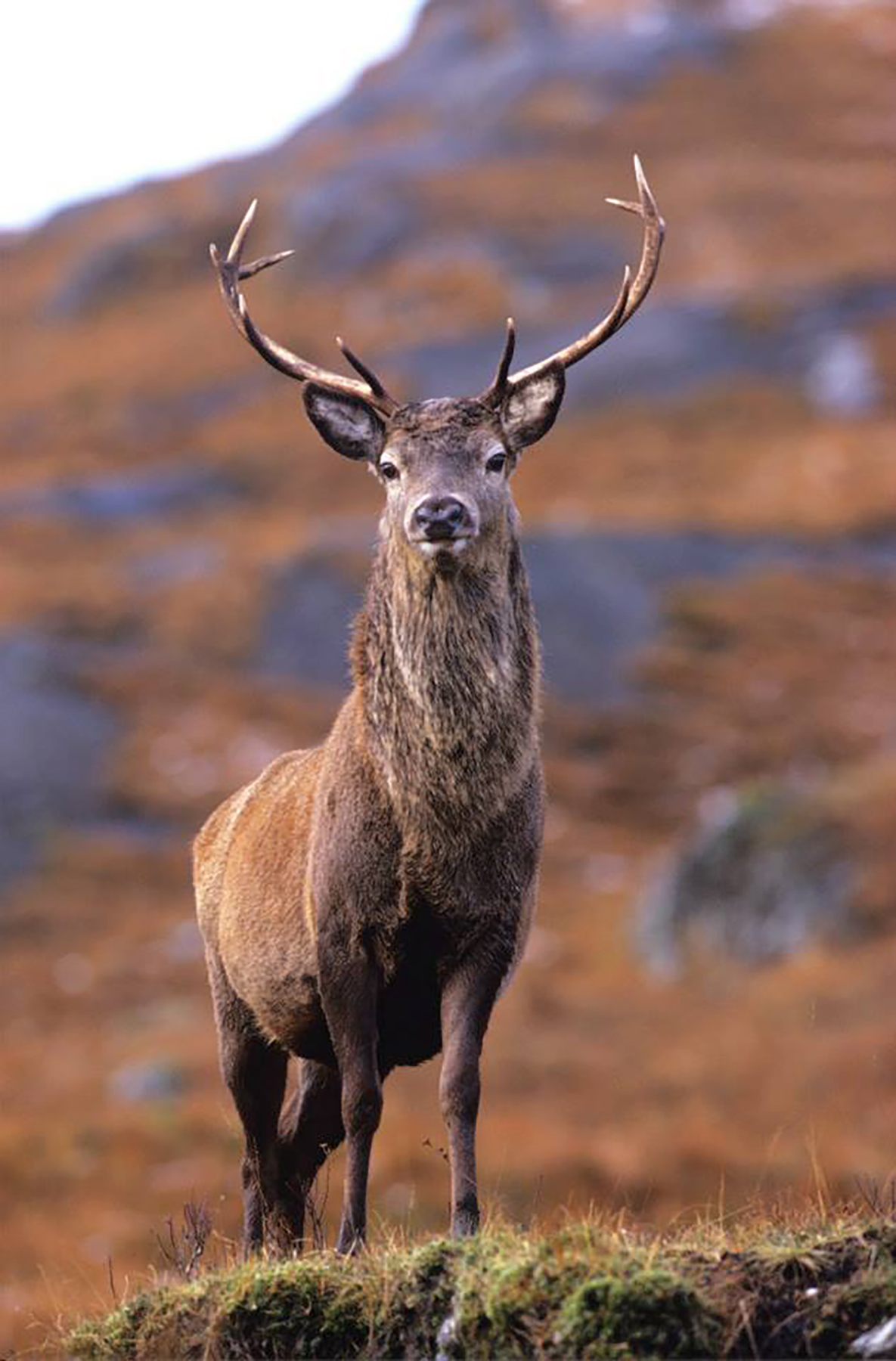 stag3